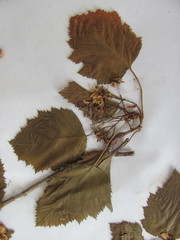Crataegus coccinea coccinea