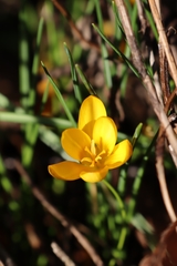 Crocus flavus