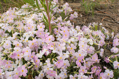 Phlox sibirica
