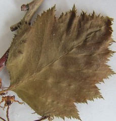 Crataegus coccinea coccinea