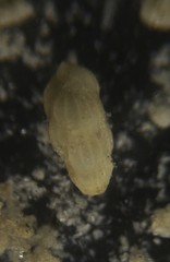 Uvigerinidae