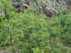 Searsia gerrardii