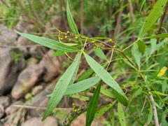 Searsia gerrardii