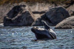 Pusa hispida ladogensis