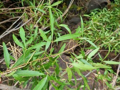 Searsia gerrardii