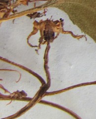Crataegus coccinea coccinea