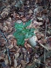 Ilex aquifolium