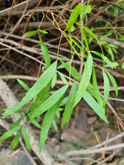 Searsia gerrardii
