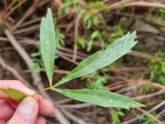 Searsia gerrardii