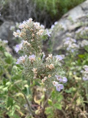 Phacelia cicutaria