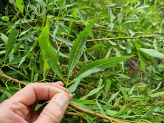 Searsia gerrardii