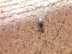Camponotus novogranadensis