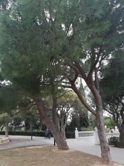 Pinus