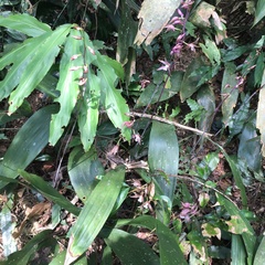 Ania penangiana
