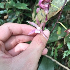 Ania penangiana