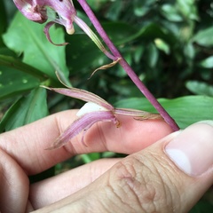 Ania penangiana