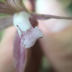 Ania penangiana