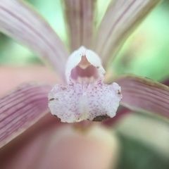 Ania penangiana