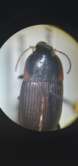 Anisodactylus rusticus