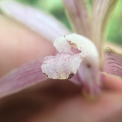 Ania penangiana