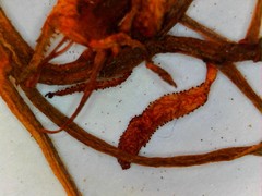 Crataegus coccinea coccinea