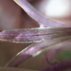 Ania penangiana