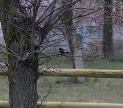 Phoenicurus ochruros