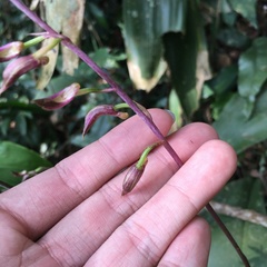 Ania penangiana