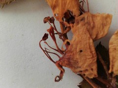 Crataegus coccinea coccinea