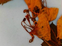 Crataegus coccinea coccinea