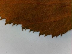 Crataegus coccinea coccinea