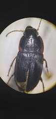Anisodactylus rusticus