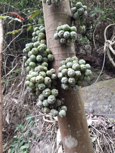 Ficus benguetensis (Ficus benguetensis)
