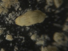 Uvigerinidae