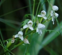 Disa uncinata