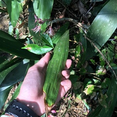 Ania penangiana