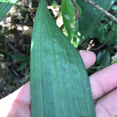 Ania penangiana