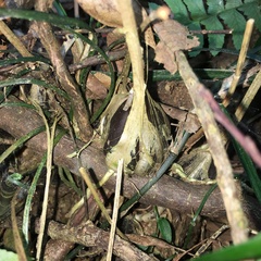 Ania penangiana