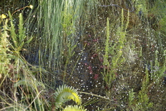 Utricularia bisquamata