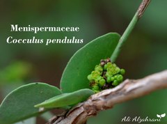 Cocculus pendulus