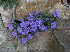 Campanula scopelia