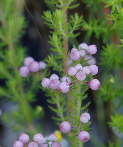 Image of Erica bergiana by (c) Tony Rebelo, some rights reserved (CC BY-SA)