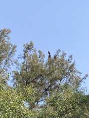 Falconiformes