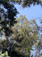 Falconiformes