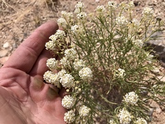 Lepidium alyssoides