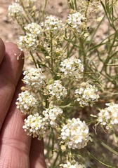 Lepidium alyssoides