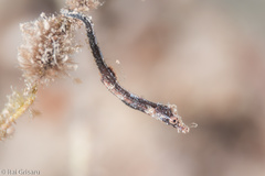 Acentronura breviperula