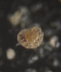 Trochamminidae