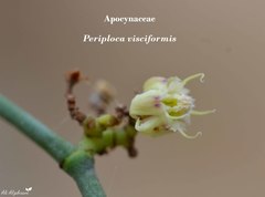 Periploca visciformis