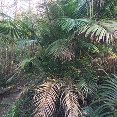 Calamus beccarii